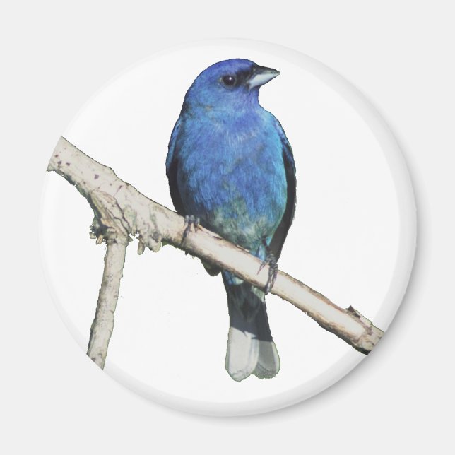 Indigo Bunting Magnet (Framsidan)