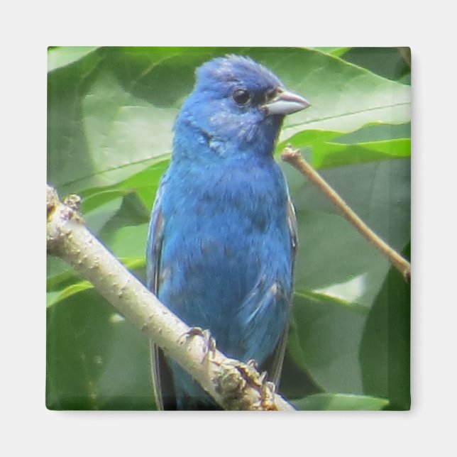 Indigo Bunting Magnet (Framsidan)