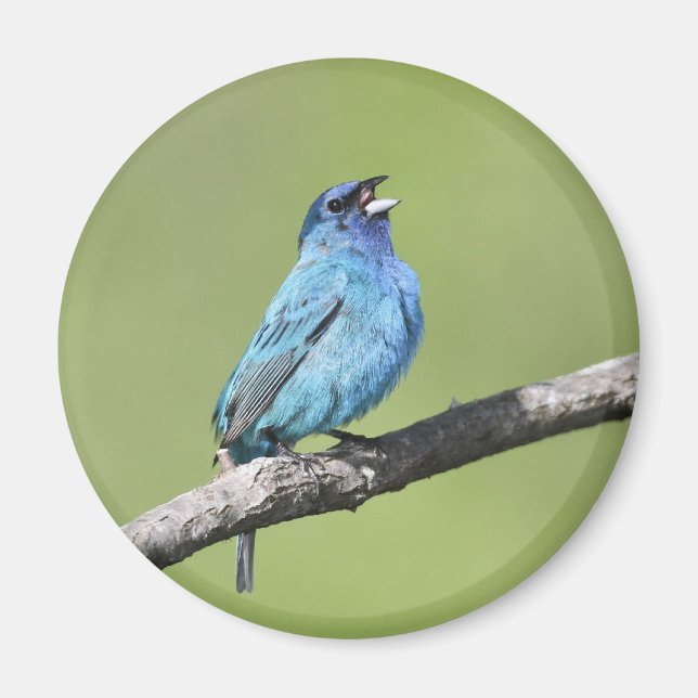 Indigo Bunting Magnet (Framsidan)