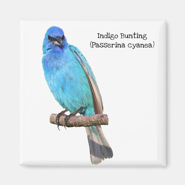 Indigo Bunting Magnet (Framsidan)