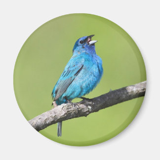 Indigo Bunting Magnet