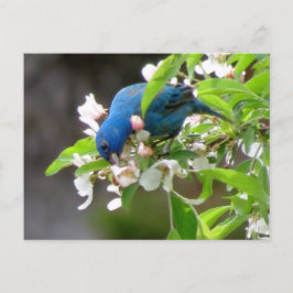 Indigo Bunting Matande - Bird Vykort
