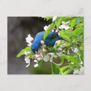 Indigo Bunting Matande - Bird Vykort