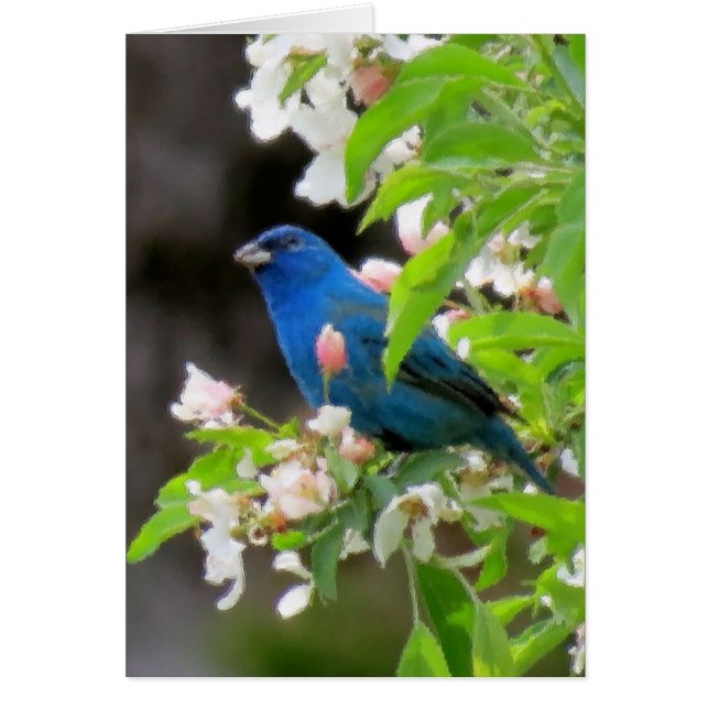 Indigo Bunting med Blommar Hälsningskort (Framsidan)