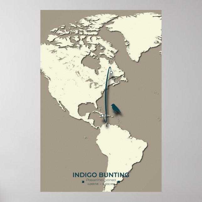 Indigo Bunting Migration Karta - Minimalistisk Vin Poster (Framsidan)
