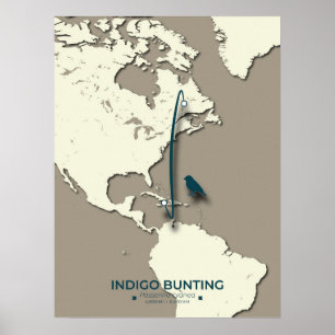 Indigo Bunting Migration Karta - Minimalistisk Vin Poster