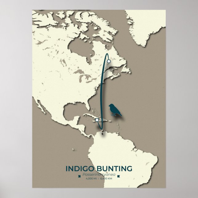 Indigo Bunting Migration Karta - Minimalistisk Vin Poster (Framsidan)