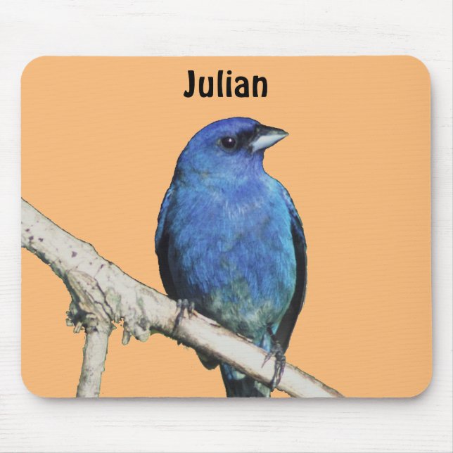 Indigo Bunting Musmatta (Framsidan)