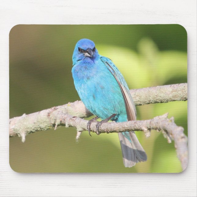 Indigo Bunting Musmatta (Framsidan)
