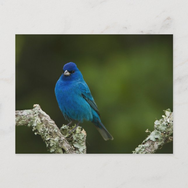 Indigo Bunting, Passerina cyanea, Kust Vykort (Framsida)