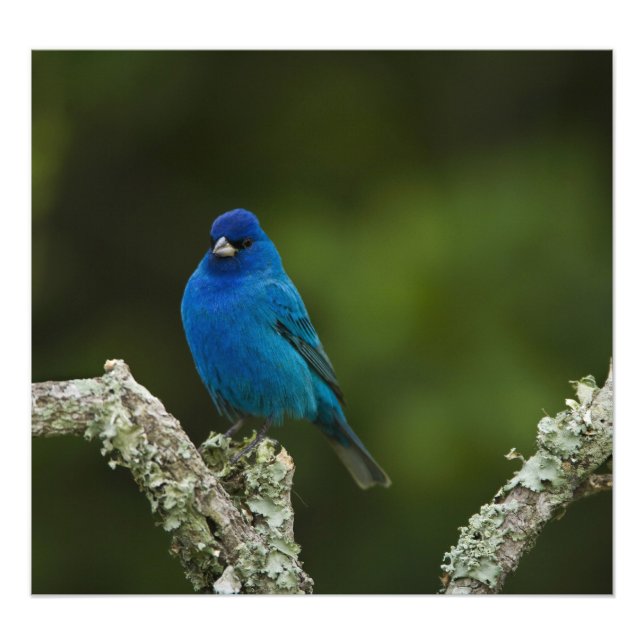 Indigo Bunting, Passerina cyanea, Kusten Fototryck (Framsidan)