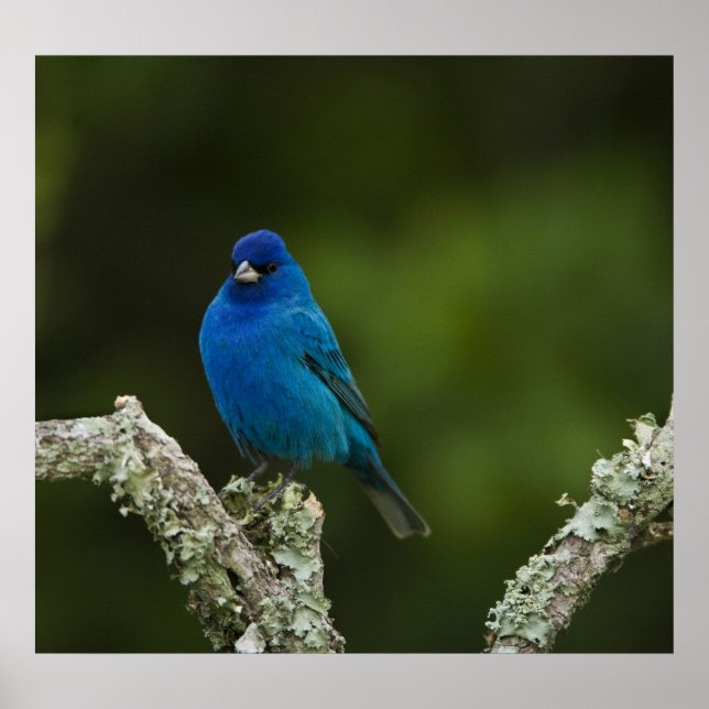 Indigo Bunting, Passerina cyanea, Kusten Poster (Framsidan)
