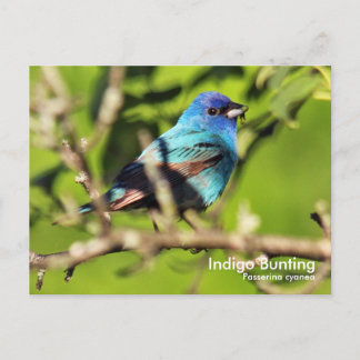 Indigo Bunting Postcard Vykort
