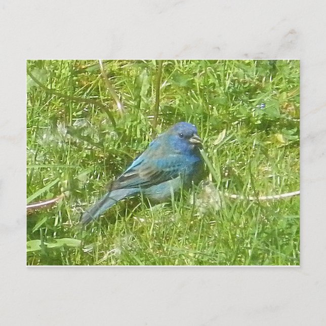 Indigo Bunting Postcard Vykort (Framsida)