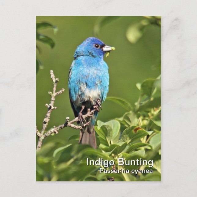 Indigo Bunting Postcard Vykort (Framsida)