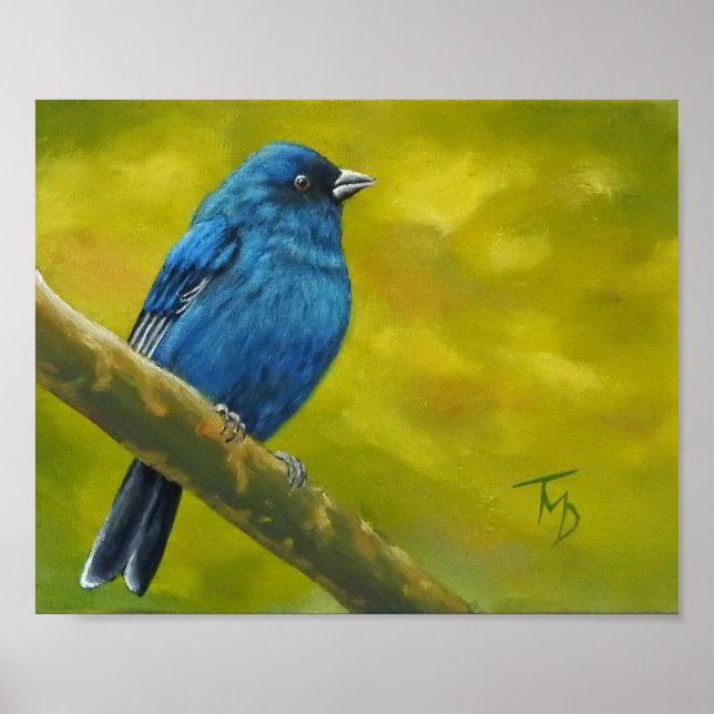 Indigo Bunting - Poster (Framsidan)