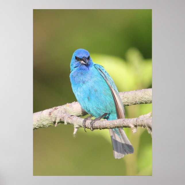 Indigo Bunting Poster (Framsidan)