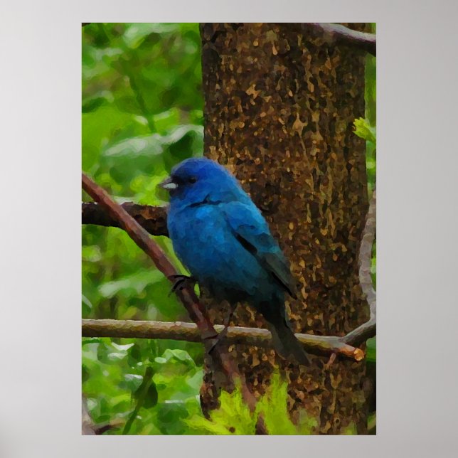Indigo Bunting Poster (Framsidan)