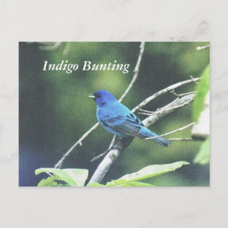 Indigo Bunting Vykort