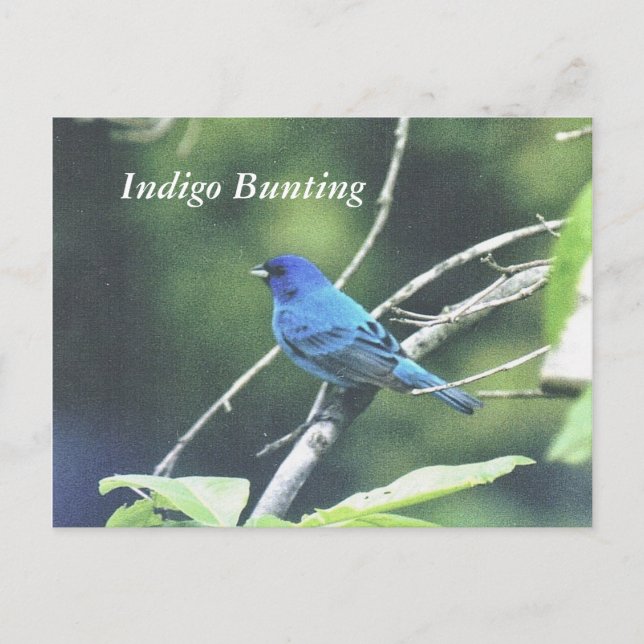 Indigo Bunting Vykort (Framsida)