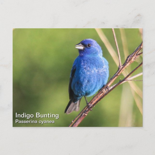 Indigo Bunting Vykort (Framsida)