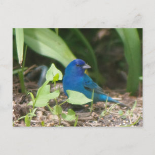 indigo bunting vykort