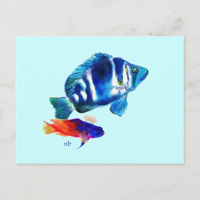Indigo Fish, Fairy Basslet Vykort (Framsida)