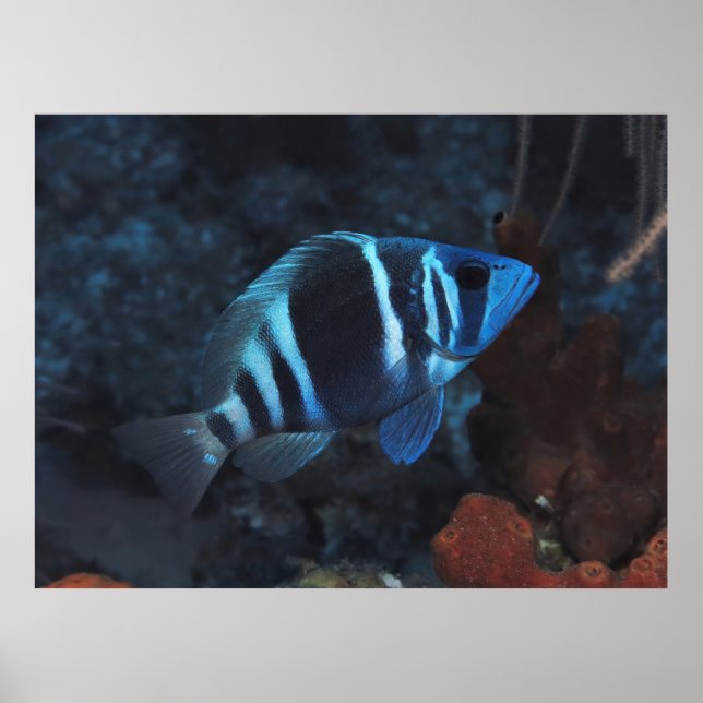 Indigo Hamlet Poster (Framsidan)