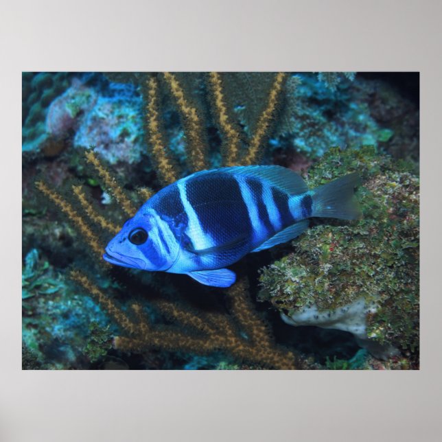 Indigo Hamlet Poster (Framsidan)