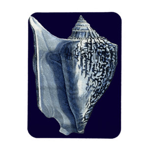 Indigo Snäckor I Magnet