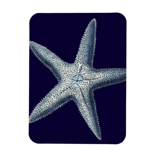 Indigo Snäckor IV Magnet (Vertikal)