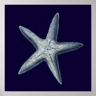 Indigo Snäckor IV Poster