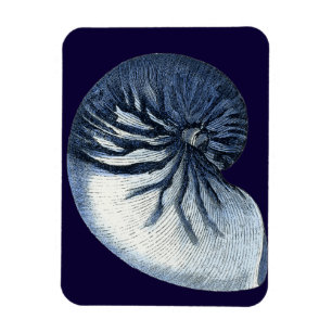 Indigo Snäckor VII Magnet