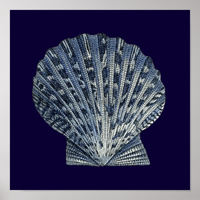 Indigo Snäckor VIII Poster (Framsidan)