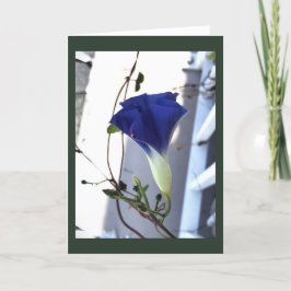 Indigo Swirl Morning Glory Blank Kort
