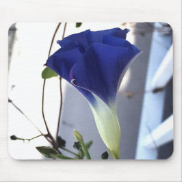 Indigo Swirl Morning Glory Close-up Musmatta