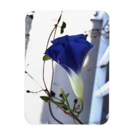 Indigo Virvel Morgonprakt Magnet