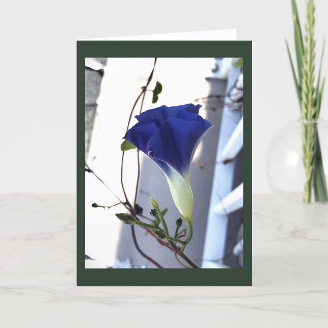 Indigo Virvel Morning Glory Blank Kort (Framsida)