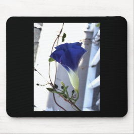 Indigo Virvel Morning Glory Musmatta