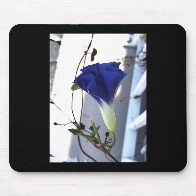 Indigo Virvel Morning Glory Musmatta (Framsidan)