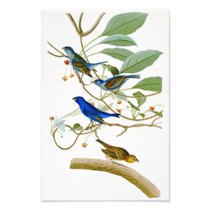 Indigoblå Bunting John James Audubon fåglar av Fototryck