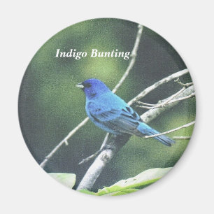 Indigoblå Bunting Magnet