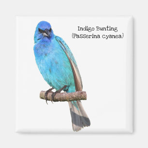 Indigoblå Bunting Magnet