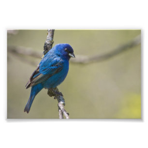 Indigoblå Bunting Perched i solljus: Fotografera Fototryck