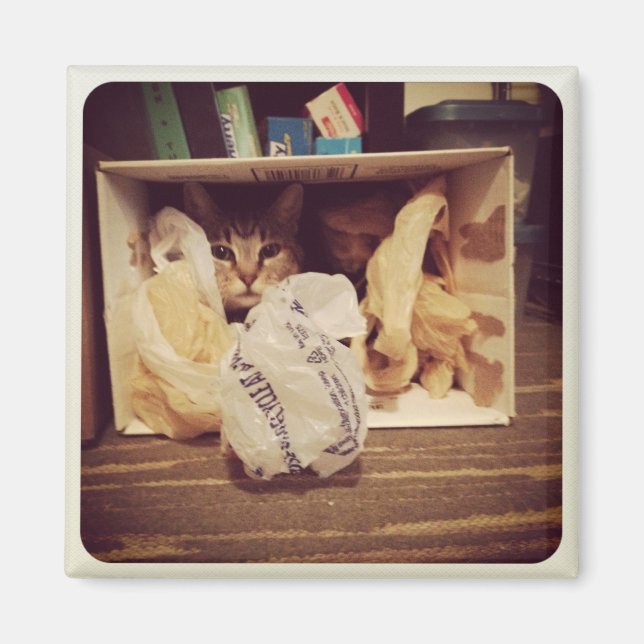 Indigo's Secret Hideout Magnet (Framsidan)