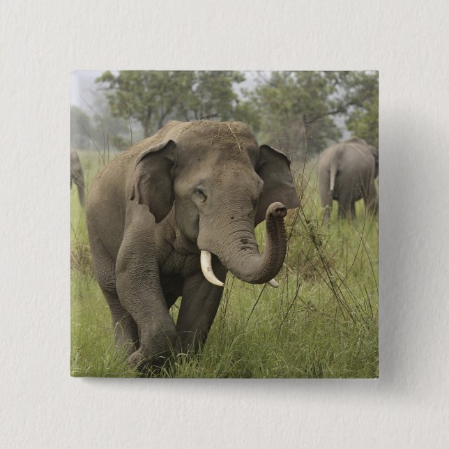 Indisk asiatisk elefant Hälsning Knapp (Framsida)