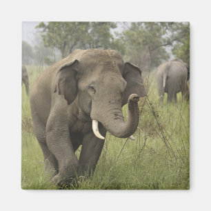 Indisk asiatisk elefant Hälsning Magnet