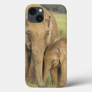 Indisk/asiatisk elefant och barn en, Corbett