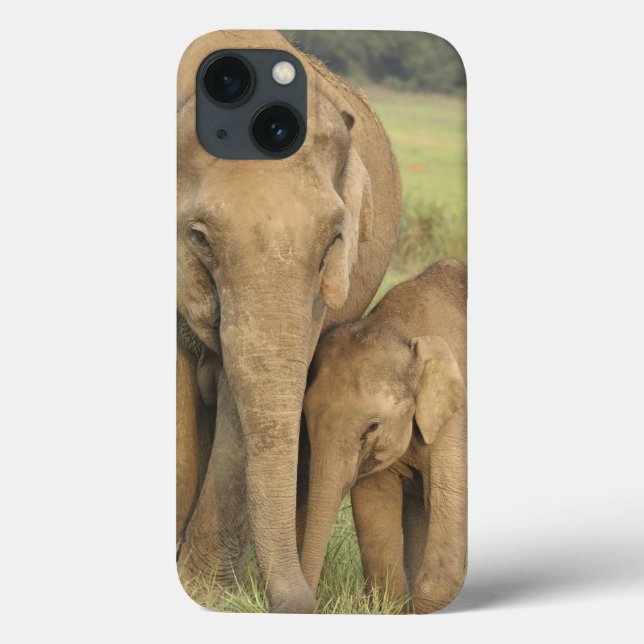 Indisk/asiatisk elefant och barn en, Corbett (Baksida)