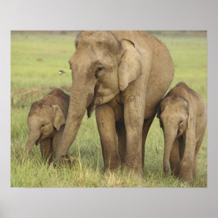 Indisk/asiatisk elefant och barn en, Corbett Poster